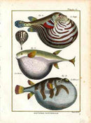 Bonnaterre Fish Print 1788 Le Raye Pufferfish - Panteek Antique Prints