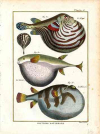 Bonnaterre Fish Print 1788 Le Raye Pufferfish - Panteek Antique Prints