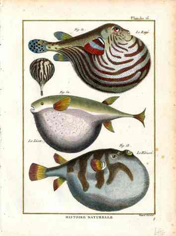 Bonnaterre Fish Print 1788 Le Raye Pufferfish