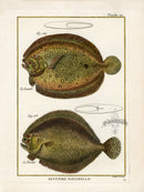 Bonnaterre Fish Print 1788 Lunule - Panteek Antique Prints