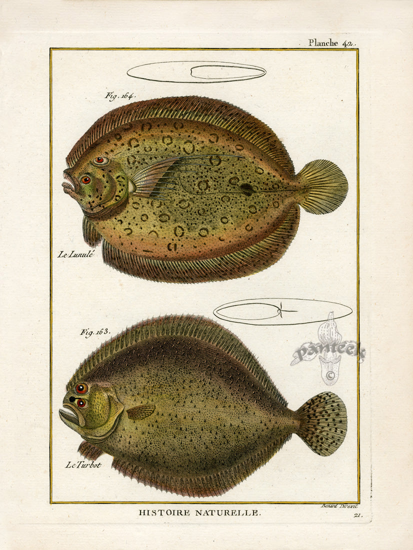 Bonnaterre Fish Print 1788 Lunule