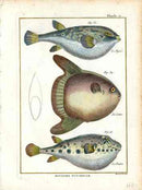 Bonnaterre Fish Print 1788 Moon Fish, Puffer Fish - Panteek Antique Prints