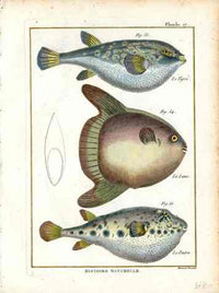Bonnaterre Fish Print 1788 Moon Fish, Puffer Fish - Panteek Antique Prints