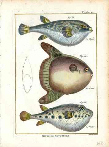 Bonnaterre Fish Print 1788 Moon Fish, Puffer Fish