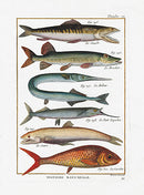 Bonnaterre Fish Print 1788 Pipefish, Gar - Panteek Antique Prints