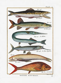 Bonnaterre Fish Print 1788 Pipefish, Gar - Panteek Antique Prints