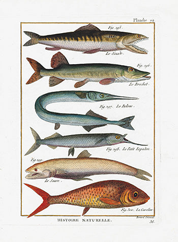 Bonnaterre Fish Print 1788 Pipefish, Gar