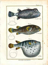 Bonnaterre Fish Print 1788 Puffer, Box Fish - Panteek Antique Prints