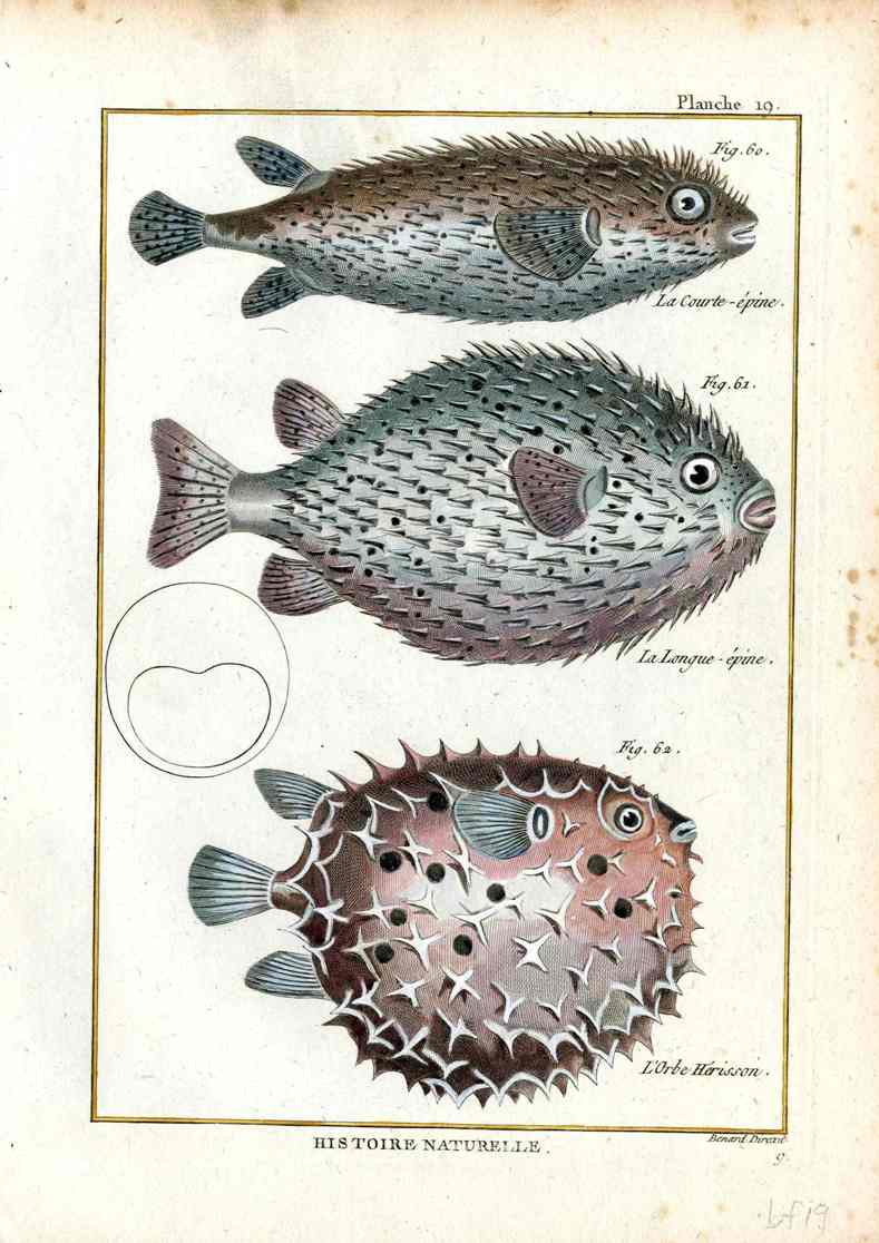 Bonnaterre Fish Print 1788 Puffer Fish