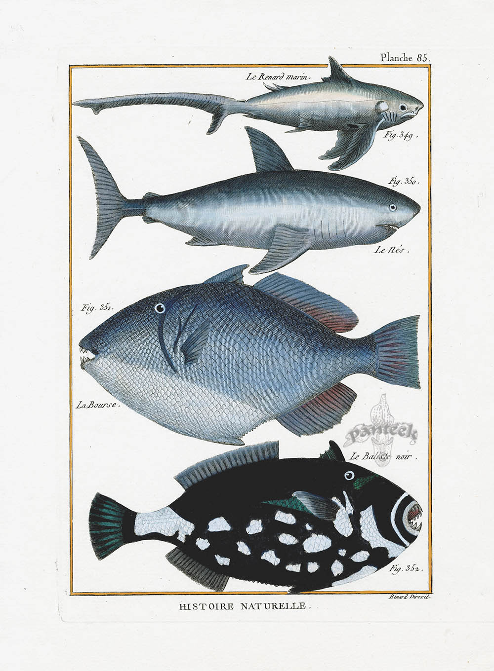 Bonnaterre Fish Print 1788 Shark, Trigger Fish