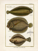 Bonnaterre Fish Print 1788 Sole - Panteek Antique Prints