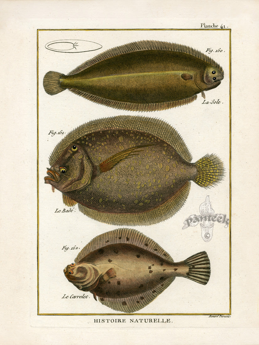 Bonnaterre Fish Print 1788 Sole