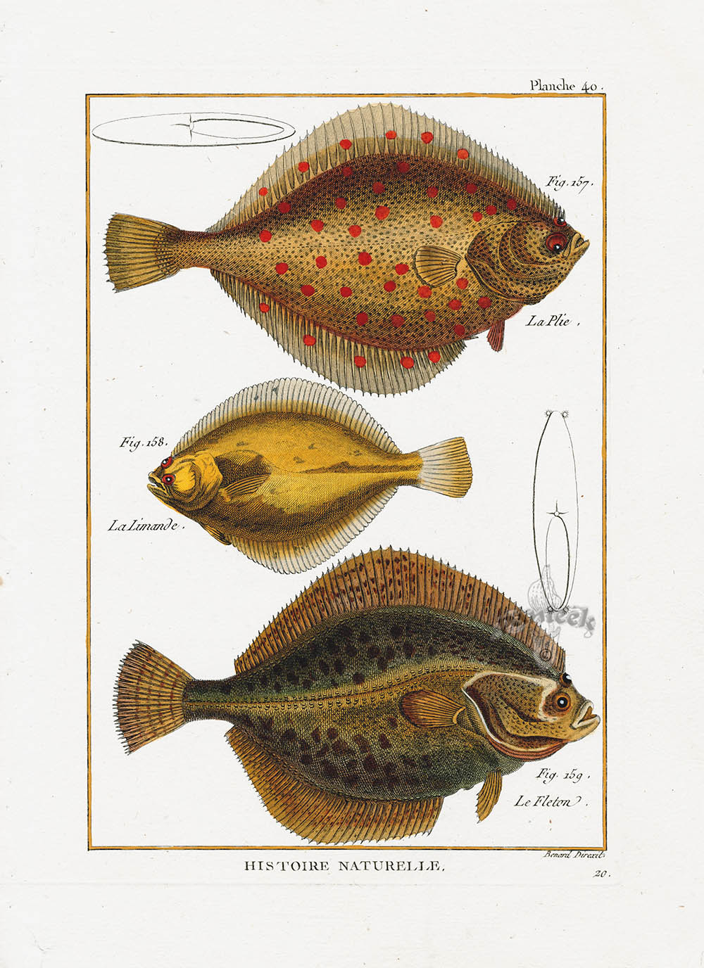 Bonnaterre Fish Print 1788 Spotted Flounder