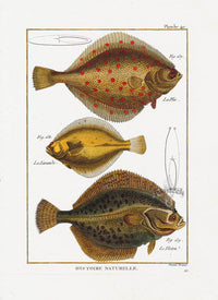 Bonnaterre Fish Print 1788 Spotted Flounder - Panteek Antique Prints