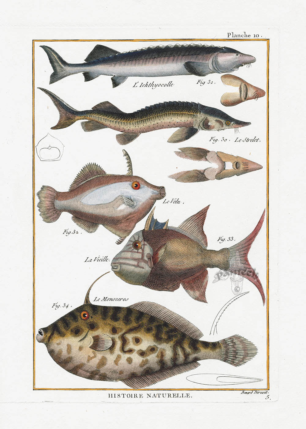 Bonnaterre Fish Print 1788 Sturgeon