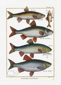 Bonnaterre Fish Print 1788 Trout - Panteek Antique Prints