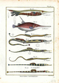 Bonnaterre Fish Print 1788 Trumpet - Panteek Antique Prints
