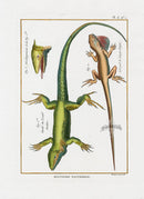 Bonnaterre Reptile, Amphibian Antique Print American Lizards - Panteek Antique Prints