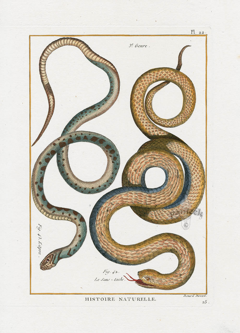 Bonnaterre Reptile, Amphibian Antique Print Brown Snakes