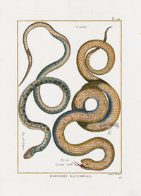 Bonnaterre Reptile, Amphibian Antique Print Brown Snakes - Panteek Antique Prints