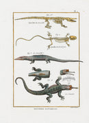Bonnaterre Reptile, Amphibian Antique Print Crocodile - Panteek Antique Prints