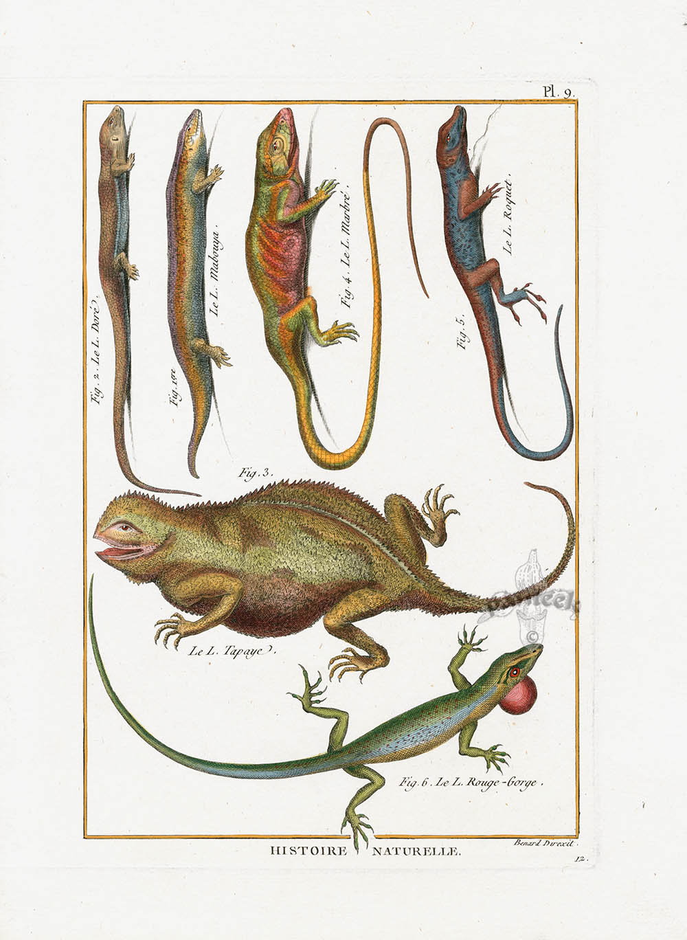 Bonnaterre Reptile, Amphibian Antique Print Horned Lizard