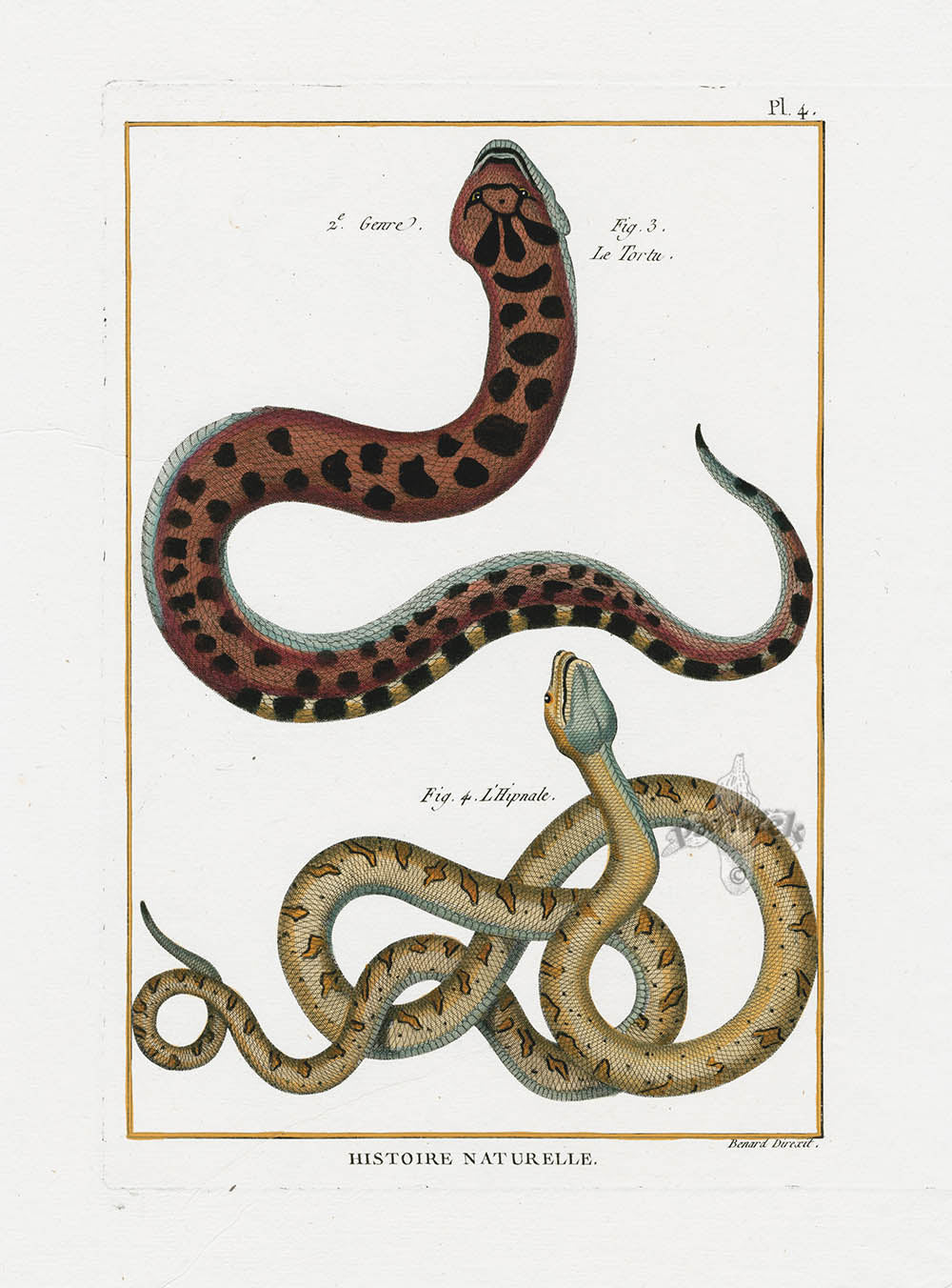 Bonnaterre Reptile, Amphibian Antique Print Pit Viper Snake