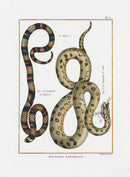 Bonnaterre Reptile, Amphibian Antique Print Rat Snakes - Panteek Antique Prints