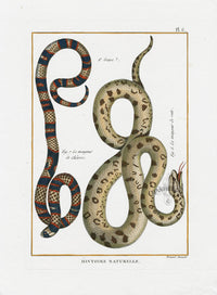 Bonnaterre Reptile, Amphibian Antique Print Rat Snakes - Panteek Antique Prints