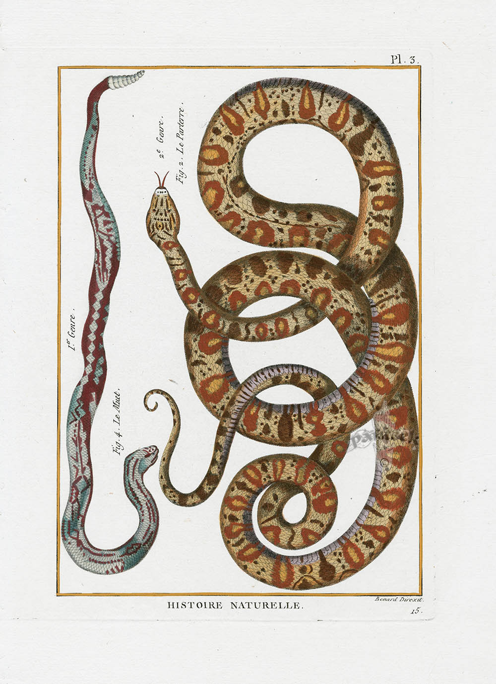 Bonnaterre Reptile, Amphibian Antique Print Rattle Snake