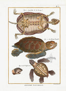 Bonnaterre Reptile, Amphibian Antique Print Sea Turtle 103 - Panteek Antique Prints