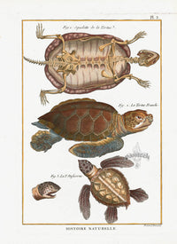 Bonnaterre Reptile, Amphibian Antique Print Sea Turtle 103 - Panteek Antique Prints