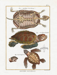 Bonnaterre Reptile, Amphibian Antique Print Sea Turtle - Panteek Antique Prints