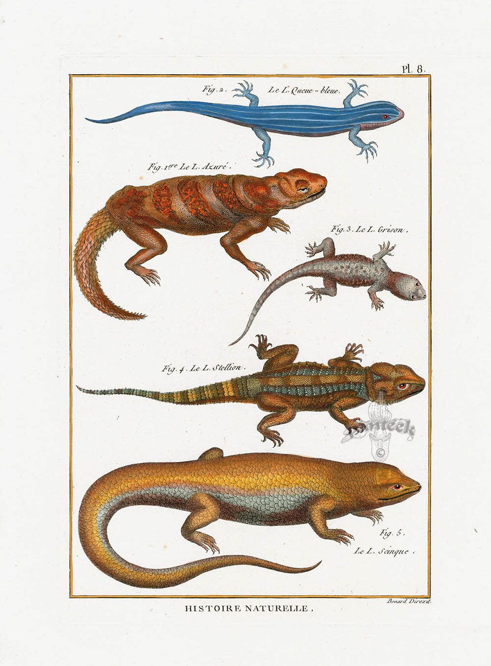 Bonnaterre Reptile, Amphibian Antique Print Skinks