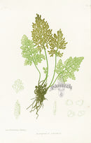 Bradbury Ferns Allosorus Crispus - Panteek Antique Prints