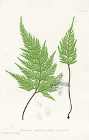 Bradbury Ferns Asplenium Adiantum-Nigrum - Panteek Antique Prints