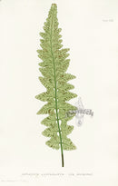 Bradbury Ferns Asplenium Lanceolatum - Panteek Antique Prints