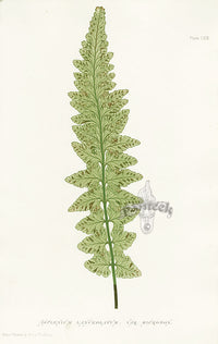 Bradbury Ferns Asplenium Lanceolatum - Panteek Antique Prints