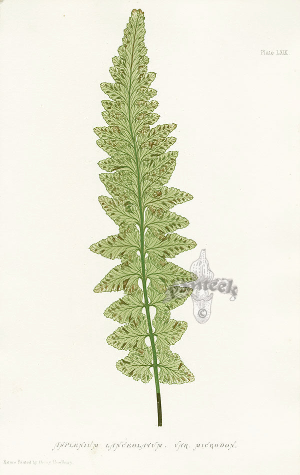 Bradbury Ferns Asplenium Lanceolatum