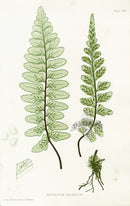 Bradbury Ferns Asplenium Marinum - Panteek Antique Prints