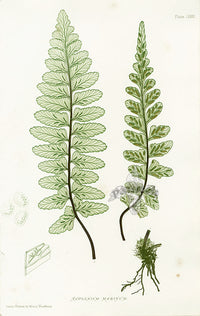 Bradbury Ferns Asplenium Marinum - Panteek Antique Prints