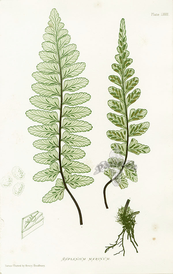 Bradbury Ferns Asplenium Marinum