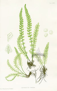 Bradbury Ferns Asplenium Viride - Panteek Antique Prints