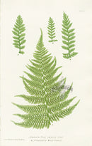 Bradbury Ferns Athyrium Filix Foemina Acuminatum - Panteek Antique Prints