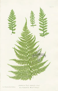 Bradbury Ferns Athyrium Filix Foemina Acuminatum - Panteek Antique Prints