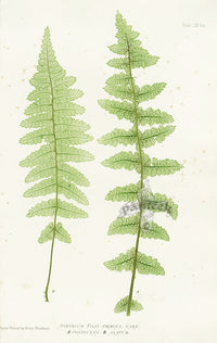 Bradbury Ferns Athyrium Filix Foemina Confluens - Panteek Antique Prints