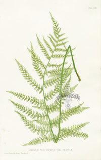 Bradbury Ferns Athyrium Filix Foemina Gracile - Panteek Antique Prints