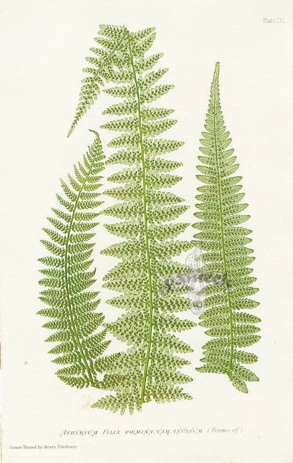Bradbury Ferns Athyrium Filix Foemina Incisum