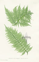 Bradbury Ferns Athyrium Filix Foemina Plumosum - Panteek Antique Prints