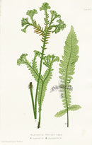 Bradbury Ferns Blechnum Spicani - Panteek Antique Prints